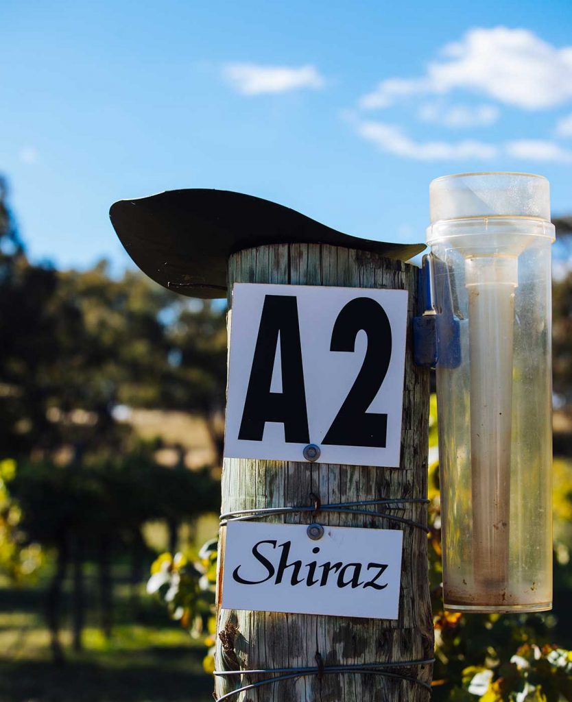 A2 Shiraz - Winburndale Winery | Bathurst Vignerons Association, Australia